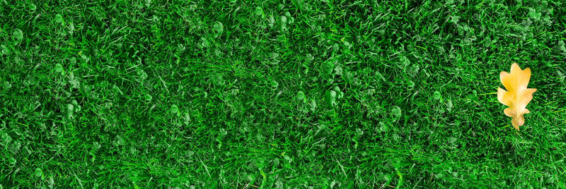 Directly above shot of flowering plants on field