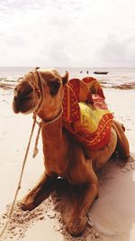 Camel relaxing at beach