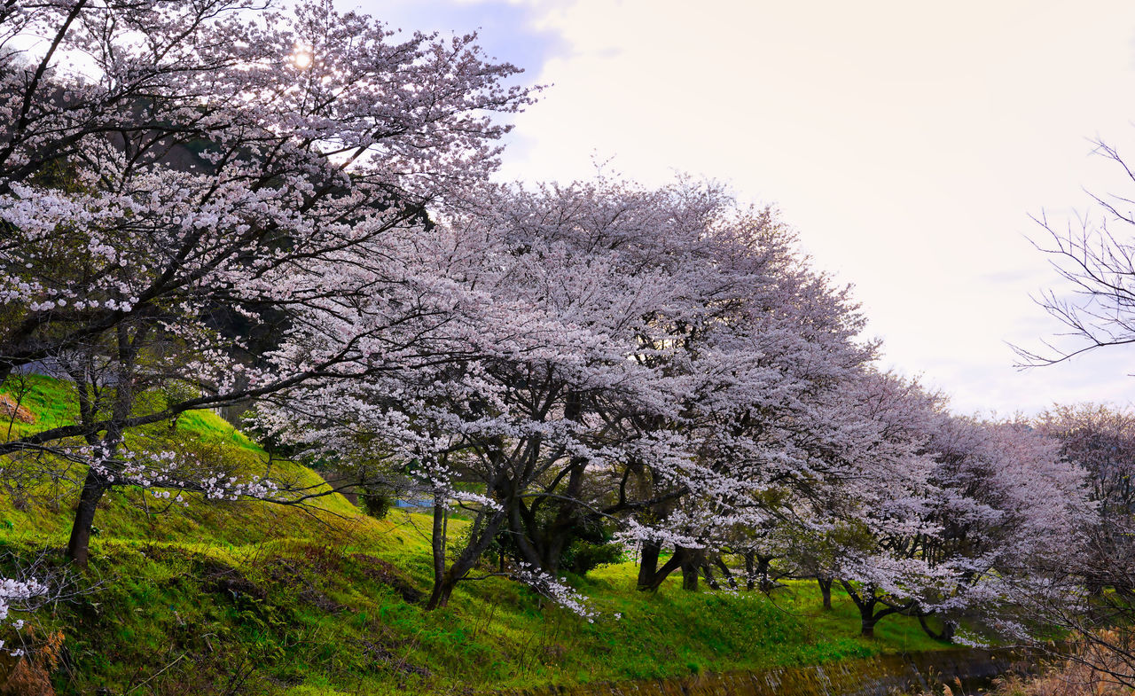 plant, tree, flower, blossom, beauty in nature, growth, nature, springtime, sky, cherry blossom, flowering plant, freshness, branch, fragility, no people, landscape, tranquility, scenics - nature, spring, day, outdoors, land, environment, tranquil scene, agriculture, fruit tree, cherry tree, almond tree, field, grass, cloud