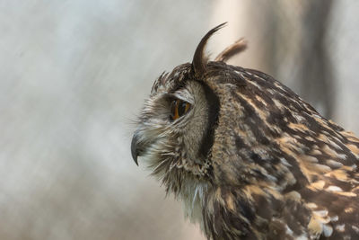 Close-up of a bird