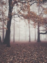 Trees in park during autumn