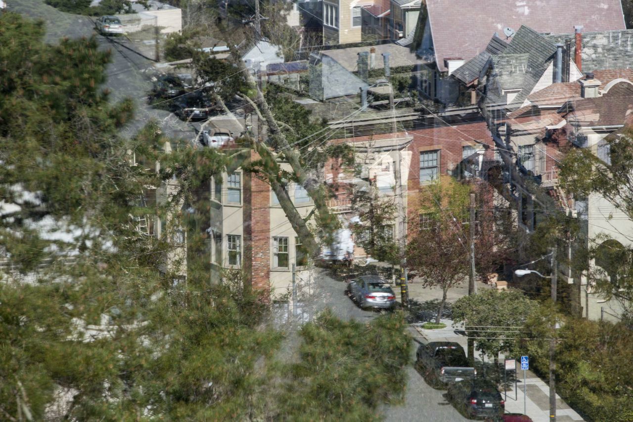 CARS ON STREET AMIDST TREES