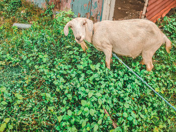 Goat on field