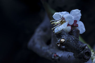 Close-up of cherry blossom on tree