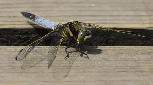 Close-up of insect on table