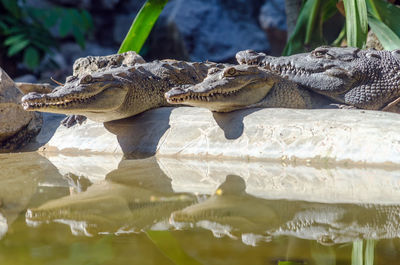 Crocodiles by pond in forest