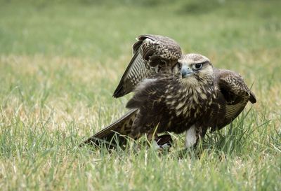 Close-up of a bird on field