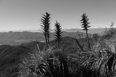 Plants on landscape against sky