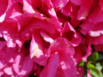 Full frame shot of pink rose flower