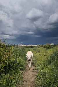 Dog standing on field against sky