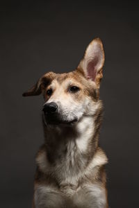 Close-up of dog looking away