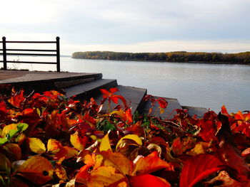 Red flowering plants by lake against sky during autumn