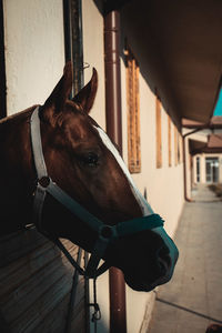 Portrait of horse on the farm