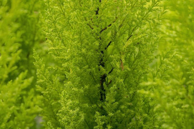 Full frame shot of fresh green plants