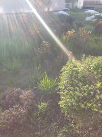 Sun shining through trees