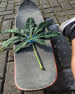 Low section of man by leaf on skateboard