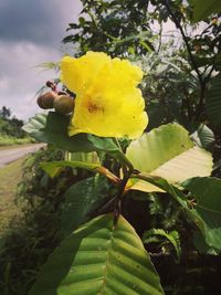 Close-up of yellow flower blooming outdoors