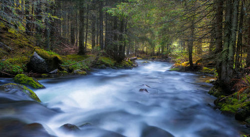 Stream flowing through rocks in forest