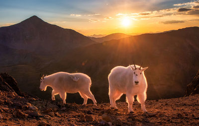 Sheep on field against sky during sunset