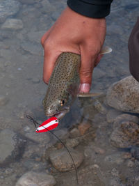 Low section of person with fish in water