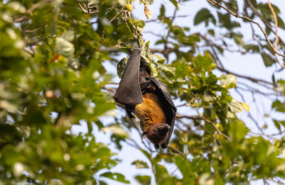 Low angle view of bird on tree