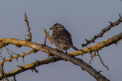 Low angle view of bird perching on branch against sky