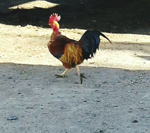 Rooster on ground