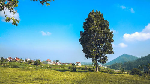 Trees on field against blue sky