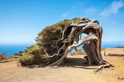 Dead tree on sand at beach against blue sky