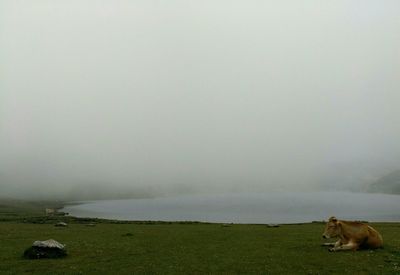 Cow resting on lakeshore during foggy weather