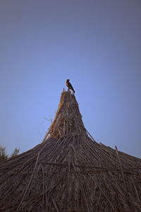 Low angle view of bird perching on roof against clear sky