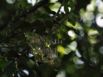 Close-up of wet spider web on plant