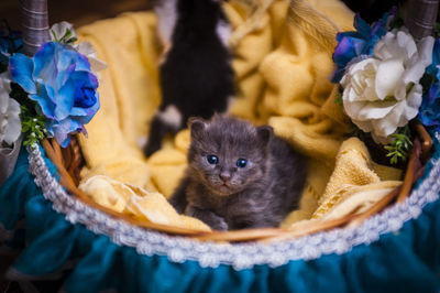 Close-up portrait of kitten in decorated basket