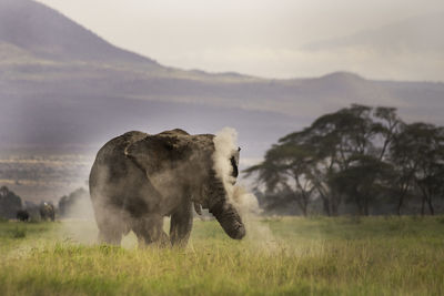 Elephants on amboseli national park