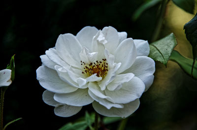 Close-up of white rose