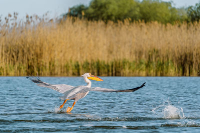 Pelicans in danube delta