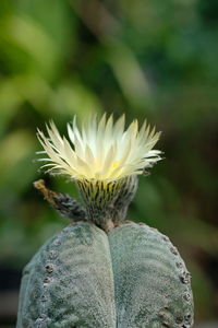 Close-up of white flowering plant