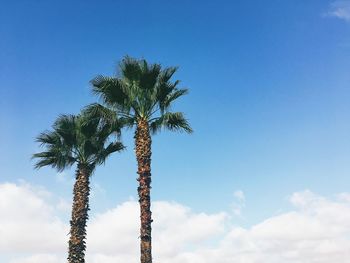 Low angle view of palm tree against blue sky