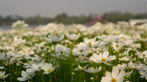 Close-up of white daisy flowers on field