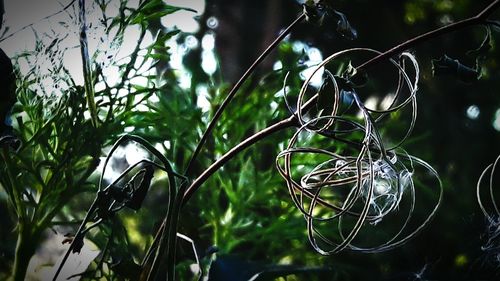 Low angle view of plant growing outdoors