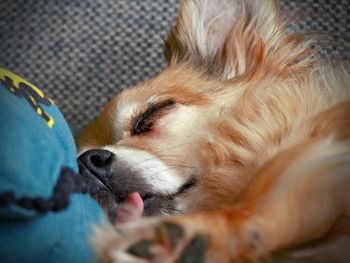 Chihuahua sleeping with his tongue hanging out...