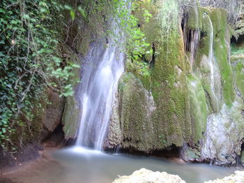 Scenic view of waterfall in forest