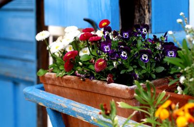 Close-up of potted plant