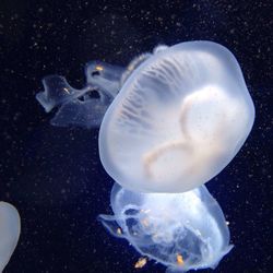 Jellyfish swimming in sea