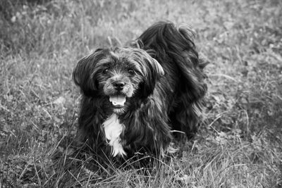 Close-up of dog on grassy field