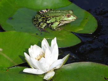 Close-up of water lily in lake