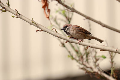 Low angle view of bird perching on branch