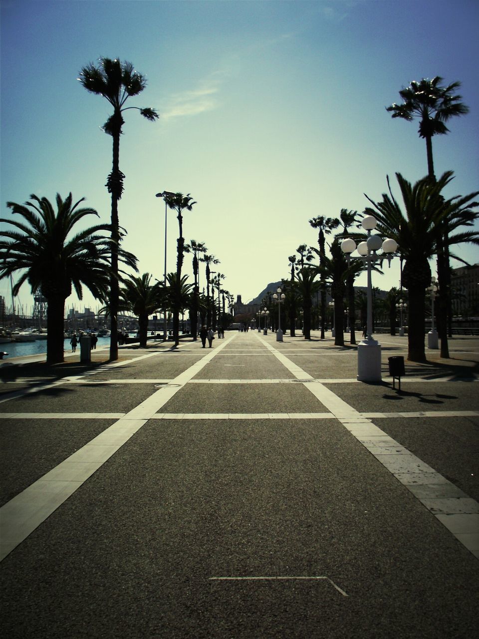 palm tree, the way forward, tree, road, transportation, diminishing perspective, road marking, street, sky, street light, vanishing point, treelined, empty, building exterior, blue, long, sunlight, in a row, built structure, outdoors