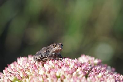 Close-up of frog on pink flower