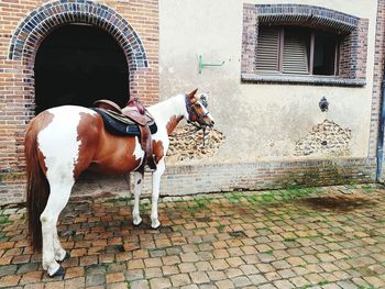 Full length of horse standing outside stable